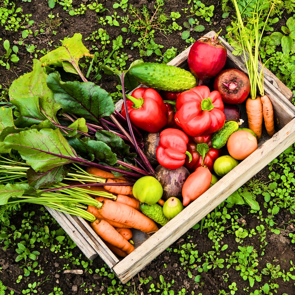 How community gardens help combat food insecurity